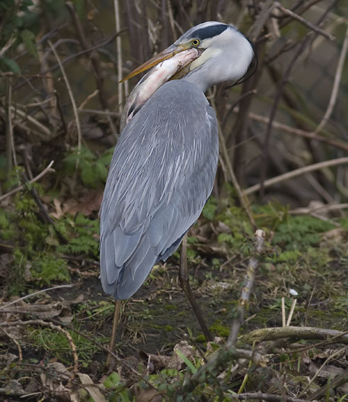 Blauwereiger_brasem291207J